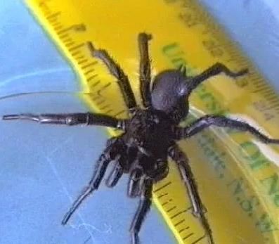 黑寡妇|地球上最危险的4种蜘蛛,黑寡妇仅排第三,第一几分钟致人死亡