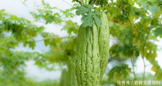 黑籽南瓜|温室苦瓜嫁接栽培技术，这些相关的知识，你掌握了嘛