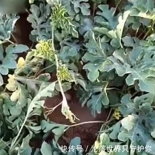 西瓜|西瓜地里全是好东西,小伙捡个不停,你们知道是什么吗?