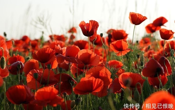 父母|“因为20万彩礼,男朋友退婚”:男方给的彩礼,该不该带回来?