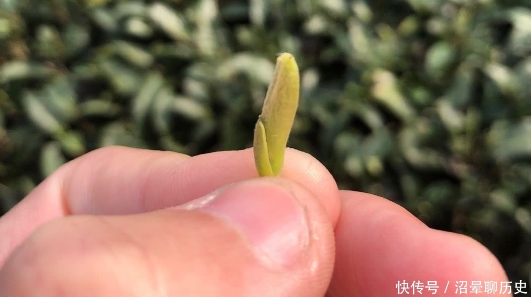 茶农|老茶农口中的“一旗一枪”指的是什么?看完才知晓,银针不仅是针