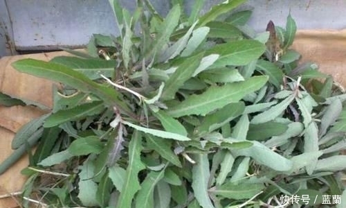 比肉|夏天农村几种适合凉拌包饺子的野菜，比肉还要香，吃过的人全说好