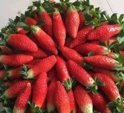 胡萝卜|我在超市买了一盒草莓,打开时以为是胡萝卜尝过之后,我买了两盒草莓