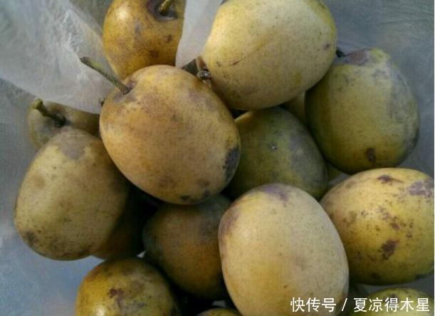 城市里|这种野果一熟树下全是人,但掉地上就不要吃了,知道这是什么吗