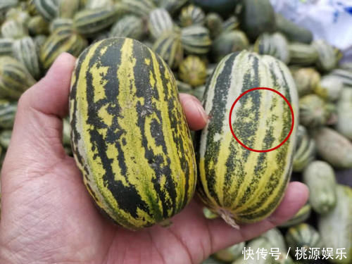 挑大|买甜瓜时,直接挑大的就错了牢记这3点,一挑一个准,个个香甜
