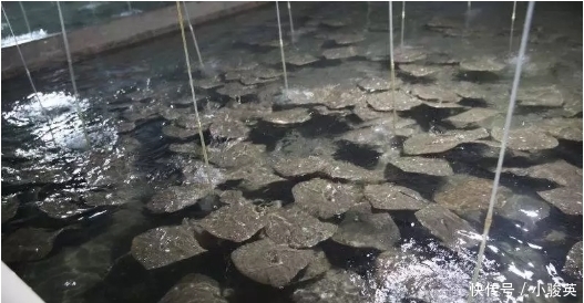 市场|1992年才引进国内,至今无法自然繁殖,市场很难买得到