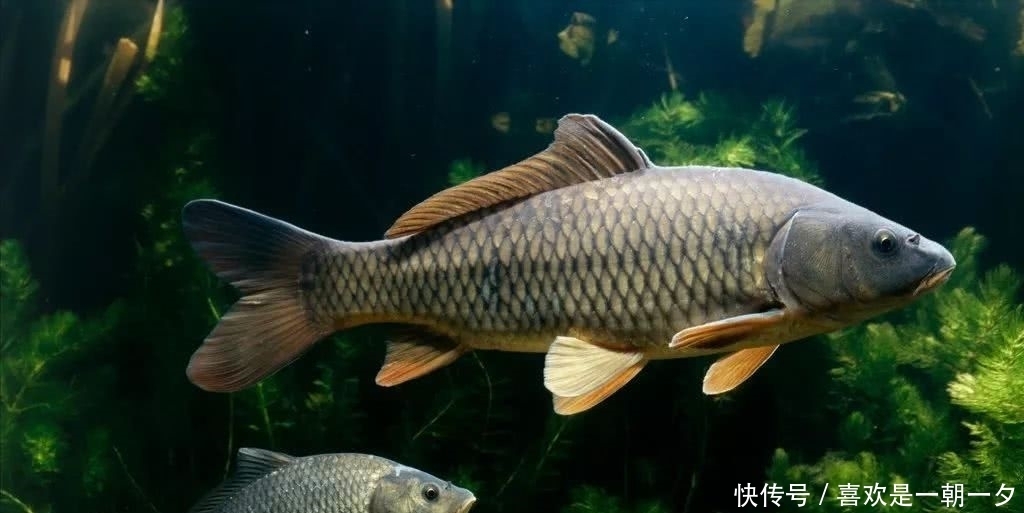 俗称|俗称“淡水鱼王”,曾是高档年货,如今7元无人问津,咋回事?