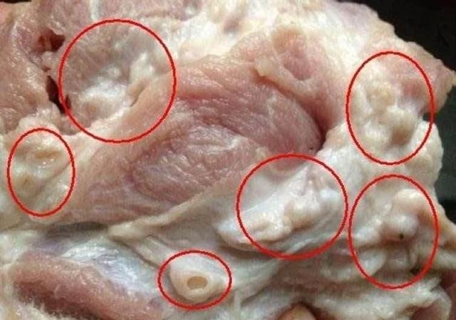 不割|老人俗话“割肉不割槽头肉，买鱼不买鲫壳鱼”，你知道啥意思吗