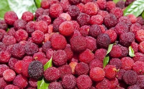  自制|炎炎夏日，教你在家自制冰镇杨梅汁，清爽解暑，几分钟就可以搞定