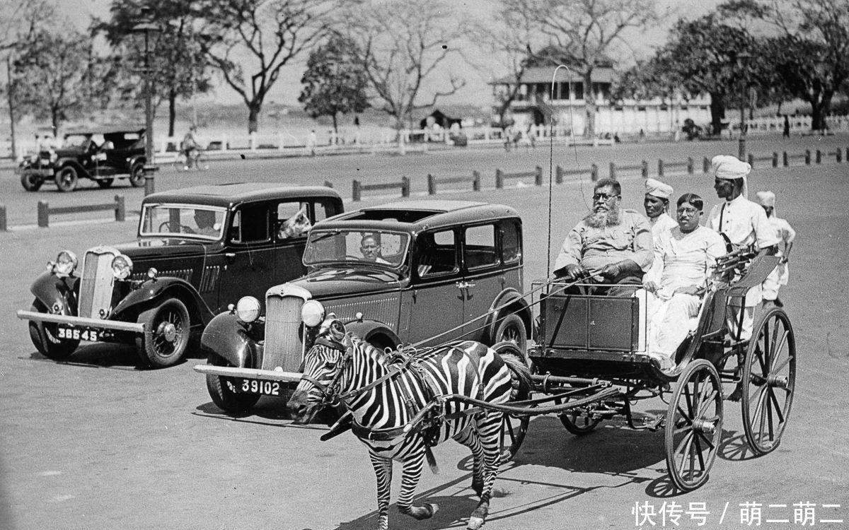 罗斯柴尔德|世界上多少烈马被驯服, 但斑马为什么难以驯化?