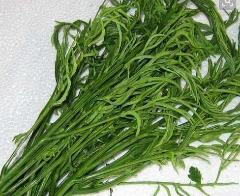 特别|北方人很多都不认识,在南方却特别流行的蔬菜,你们吃过几种