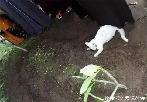 主人|主人下葬,猫咪趴坟头不离去,看后感动
