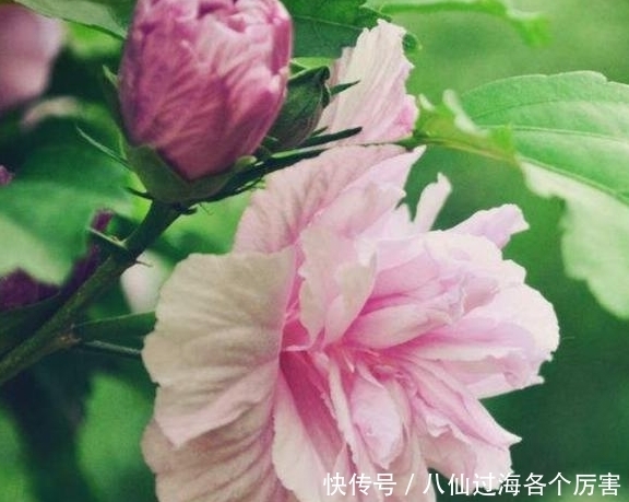  处女座|15天后，喜鹊登枝，桃花开满墙，旧爱重拾，两心羁绊，幸福比蜜甜