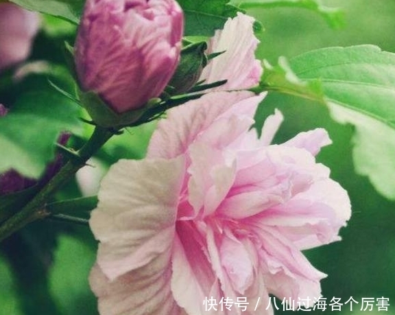 处女座|15天后,喜鹊登枝,桃花开满墙,旧爱重拾,两心羁绊,幸福比蜜甜