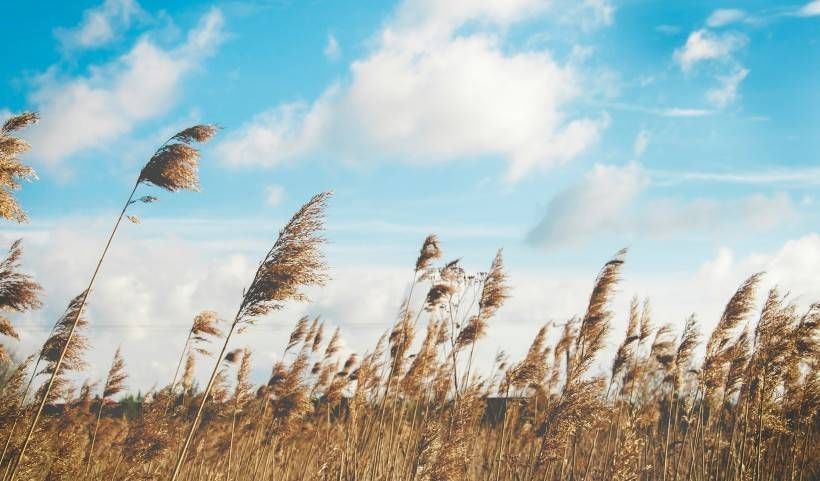 生肖羊|未来一个月里,缘分和桃花主动示爱,爱情幸运来袭的四大生肖