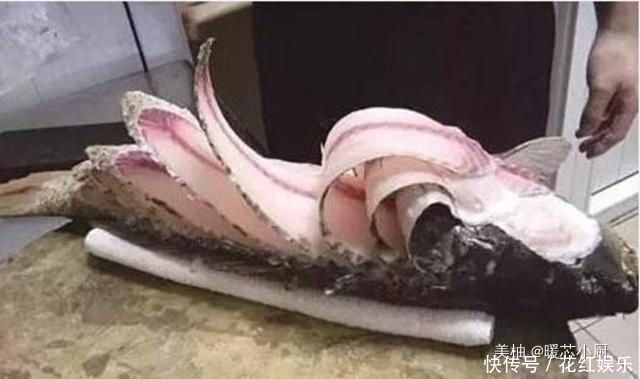 豆腐|日本嘲笑中国菜刀只能“杀猪”,中国厨师两道菜霸气回应,解气