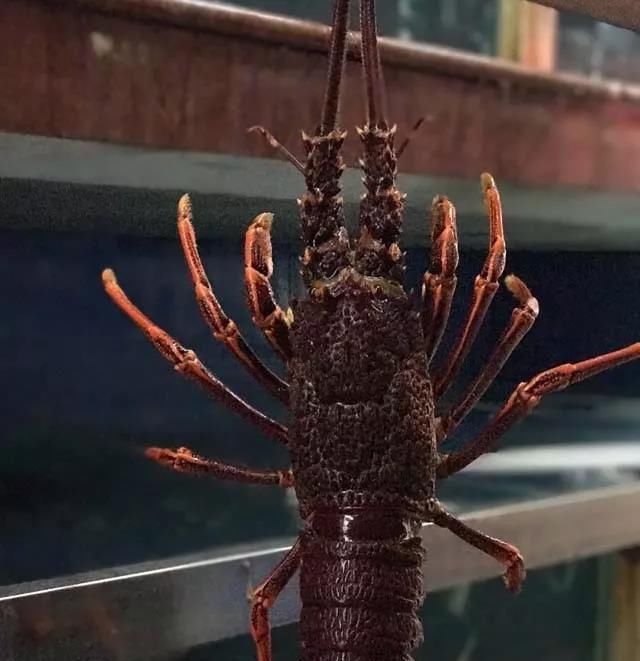 海鲜|世界上65种珍奇海鲜,贝爷都不敢说全部吃过,你吃过几种