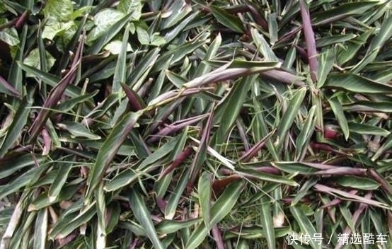 种水果|世界上最甜的水果,没人敢直接吃它,甜度是食糖的30000倍!