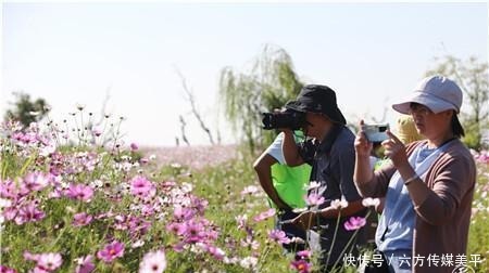 简直|简直不要太美！15亩格桑花点燃西华湿地