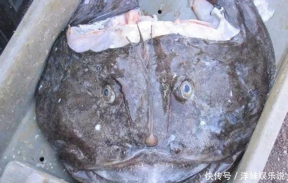 海鲜|海鲜大全, 你能认出多少