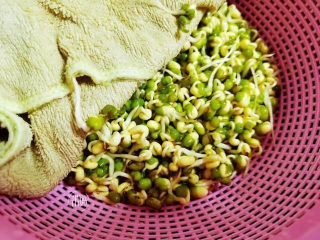 脆嫩|这个发豆芽小秘方,姥姥用了半辈子,又粗壮又脆嫩,3天就能吃