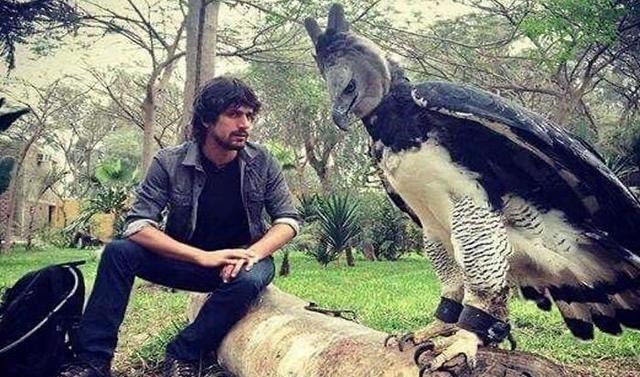  霸主|世界猛禽战力排行榜，谁才是猛禽界的天空霸主