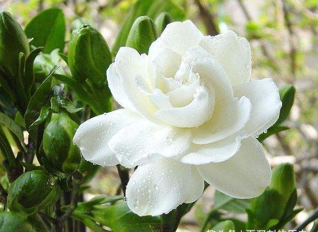  花色|此花花色玉洁无暇，盛开时散发着沁人心脾的芳香，令人心旷神怡