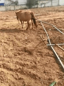 GIF|搞笑GIF：我怎么说晚上突然就黑了呢，原来是跑你这来了