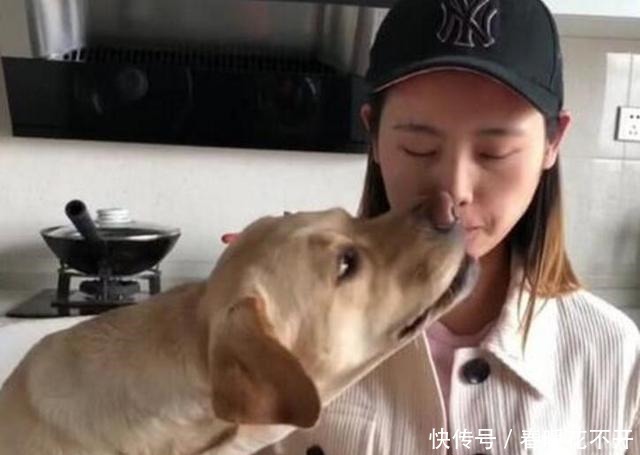 秘密|拉布拉多犬“舔人”的秘密,你还不知道吧!