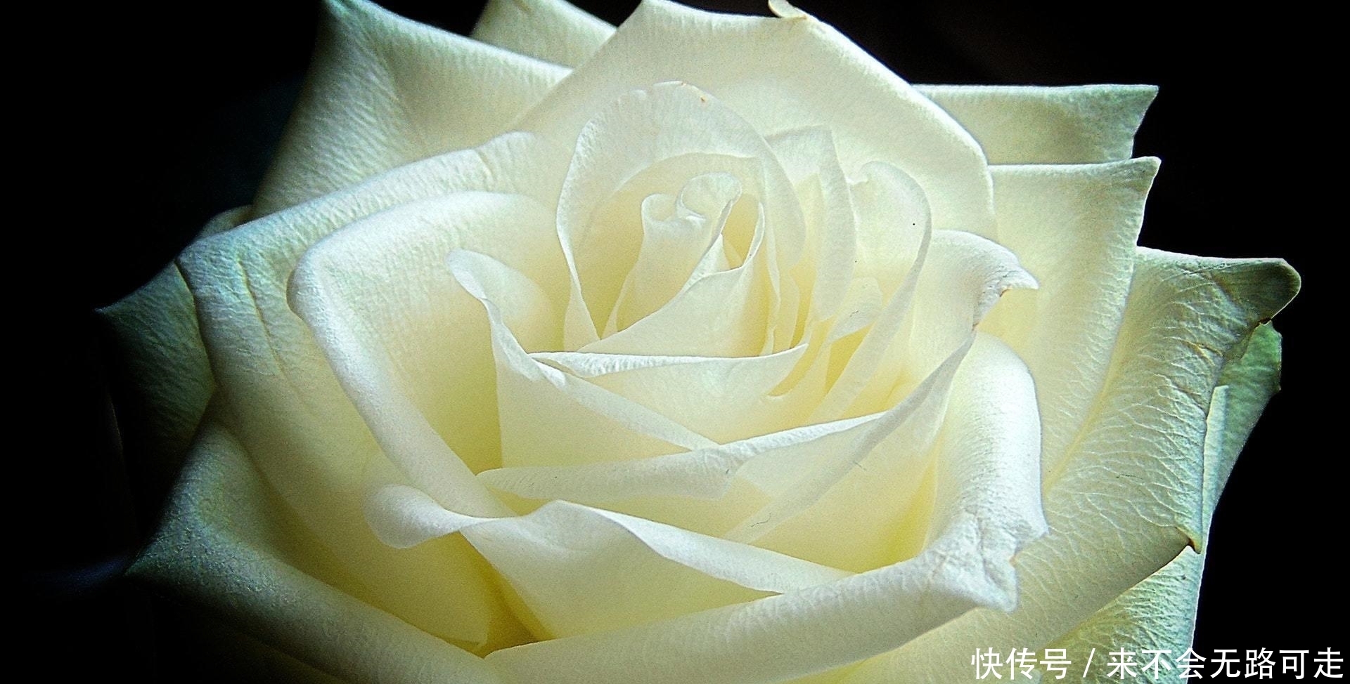 感情里|有一种深爱,叫成全