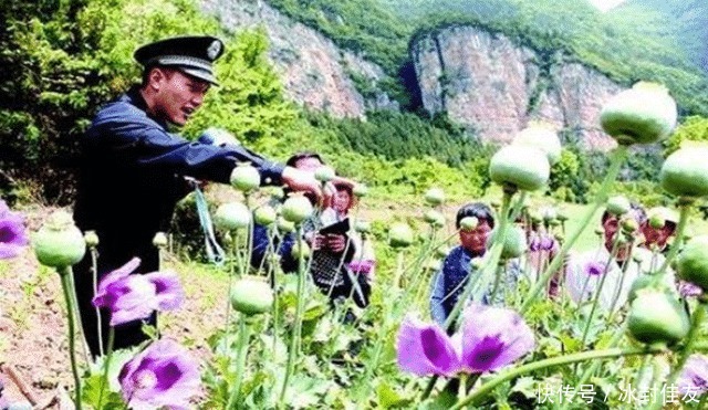  唯一|亚洲唯一“罂粟”合法种植基地，武警24小时看守，外人不可靠近