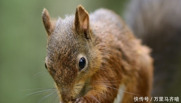 下旬|尽人事,遂天意:生肖鼠在九月下旬运势提升,秒变“大金鼠”