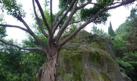 没人敢去|皇帝祖坟上长一棵大树,没人敢去砍,慈禧太后大怒我带头砍三斧!