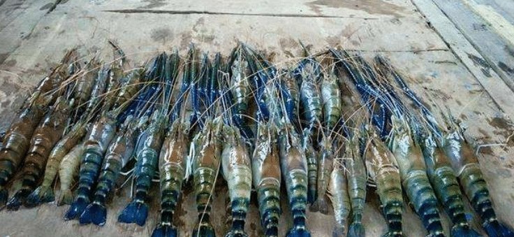 问号|湄公河大虾个个都有1米长,越南人满脸问号中国吃货咋就不吃了