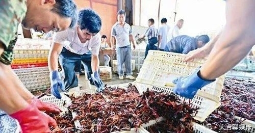 规格|小龙虾价格暴跌,终端消费者仍不买账?小规格跌至10元一斤!整体销量不及往年一半