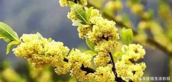 咸丰|在咸丰吃饭,我被山胡椒迷了魂!