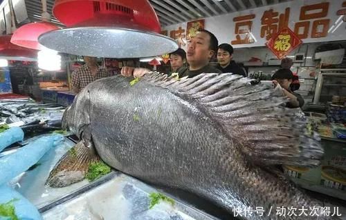 食物|提醒:常吃鱼肉好处多,但这4类鱼最好一口也不吃,希望你放心上