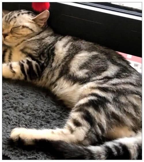 女主|女主下班回家,发现猫咪没来迎接,走近卧室一看可爱到发朋友圈