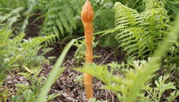 希望|天麻栽培技术,种植技术分享,希望能够帮助你