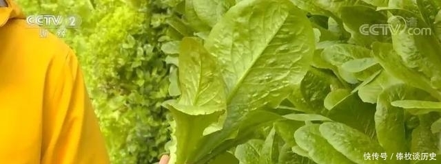 央视|快看,无土栽培上央视了