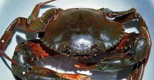 无缘|世界上最大的4种螃蟹,面包蟹无缘,帝王蟹在“它”面前是弟弟