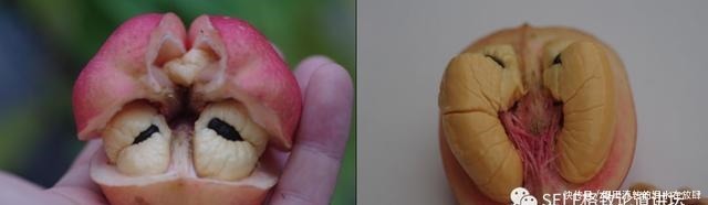  哪种|水果界的“李佳琦”，吃遍3000多种水果，哪种最好吃