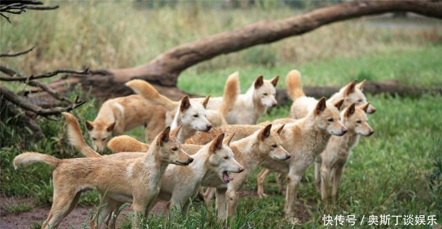 澳洲大陆|澳大利亚的“人兔大战”为什么能持续上百年