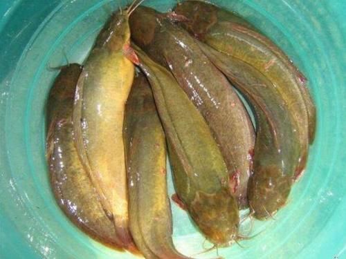 水中|曾被称为“水中珍品”,十分鲜美,如今却被人称“脏脏鱼”,为何