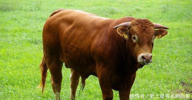 乡民|包公破案农夫牛舌被割，包拯识破诡计，用一招就让歹徒立马现形！