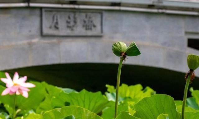 受限|偷摘并蒂莲蓬游客被“记录在案”两年内这些活动将受限→