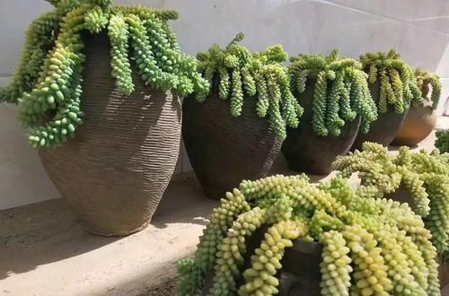 个个|他用菜坛子养多肉,1分不花又好看,个个壮得像白菜