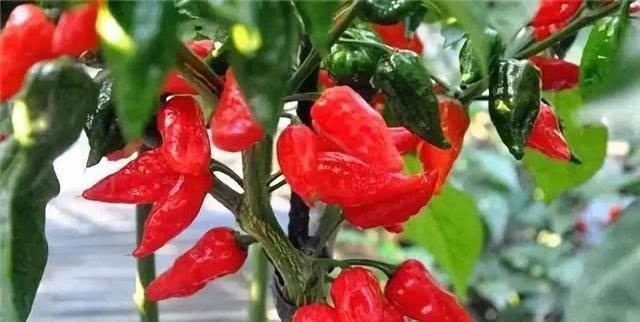 朝天椒|4种辣到极点的辣椒,朝天椒只能排最后一位,第一名辣到无法想象