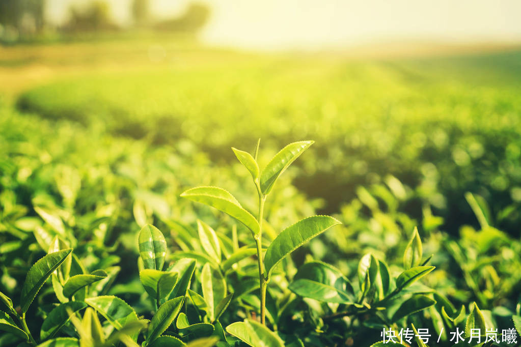 素心|散文:素心如简,人淡如茶