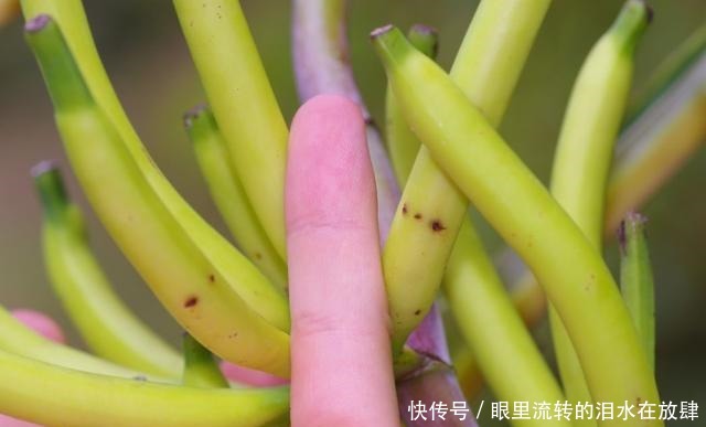 哪种|水果界的“李佳琦”,吃遍3000多种水果,哪种最好吃